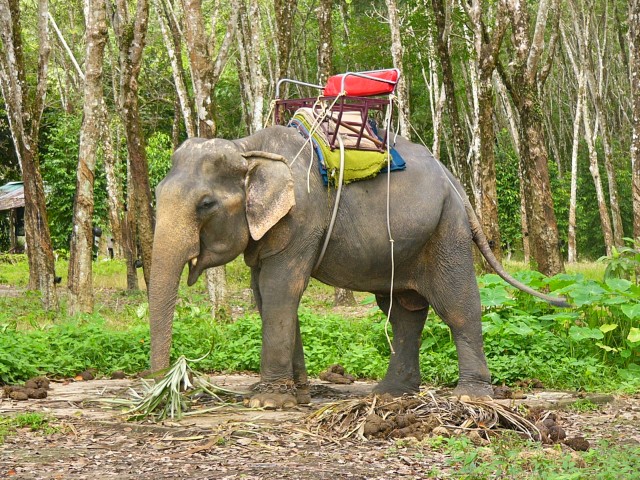 chained elephant eats breakfast